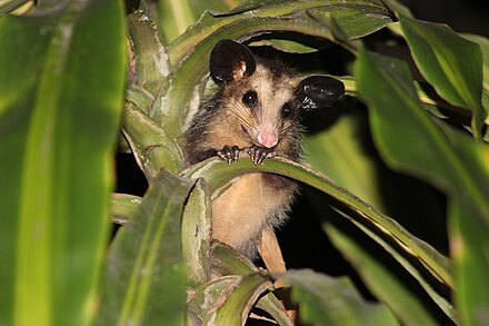 Big Eared Opossum Wikiwand