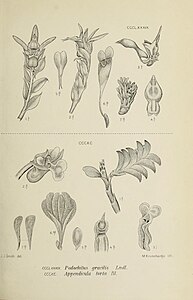 fig. 389 Podochilus gracilis fig. 390 Appendicula torta