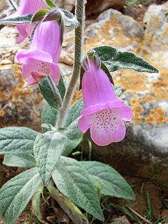 <i>Digitalis minor</i> Species of plant