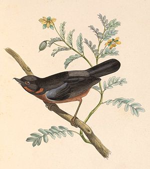 Diglossa brunneiventris 1849.jpg