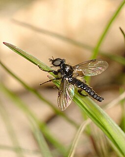<i>Bibio lanigerus</i> Species of fly