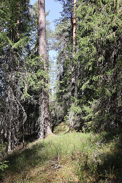 File:Djuptjärnbo naturreservat, 2023-05-19, 11.jpg