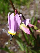 Dodecatheon alpinum Syn. Primula tetrandra