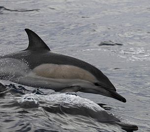 Short-beaked common dolphin (Delphinus delphis), East of Eaglehawk Neck, Tasmania, Australia