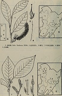 <i>Salix starkeana</i> Salix starkeana common name
