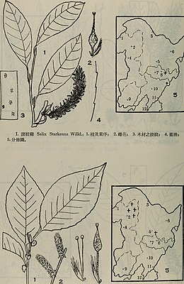 Pale Willow (Salix starkeana), illustration, above