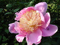 P. lactiflora 'Doreen'