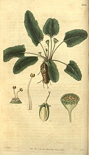 Vignette pour Dorstenia brasiliensis