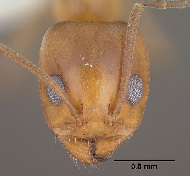 File:Dorymyrmex bicolor casent0102752 head 1.jpg