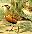 Dotterel71.jpg