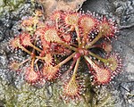 Drosera tokaiensis, Toyohashi, Aichi Präfektur, Japan.