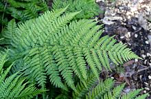 Dryopteris nigropaleacea - Botanischer Garten UBC - Vancouver, Kanada - DSC07727.jpg