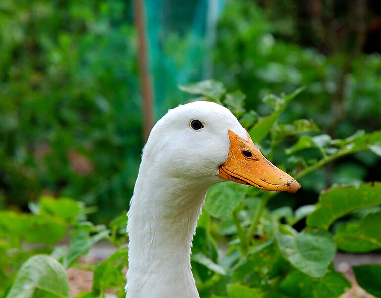 File:Duck head.JPG
