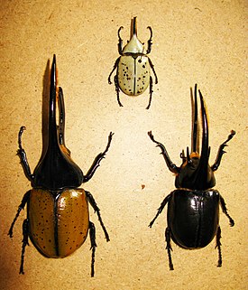 Слева-направо самцы Dynastes hercules, Dynastes granti, Dynastes neptunus