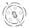 Fig. 2.—Floral diagram of Solanum—the arrow indicates the oblique symmetry of the flower.