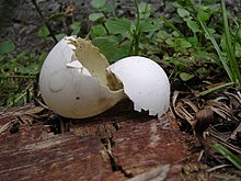 Яичная скорлупа, сломанная на две части, лежит на траве.