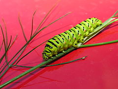 Papilio machaon localizada en Oroso