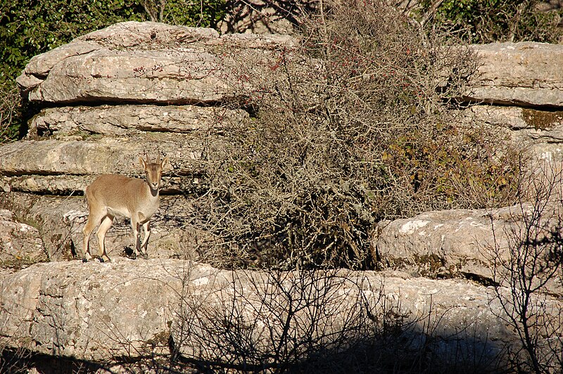 File:El Torcal de Antequera - 013 - Wild goat.jpg