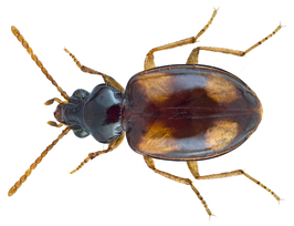 Elaphropus ovatus