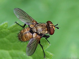 <i>Eliozeta pellucens</i> Species of fly