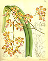 Encyclia osmantha (as syn. Epidendrum osmanthum) plate 7792 in: Curtis's Bot. Magazine (Orchidaceae), vol. 127, (1901)