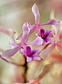 Epidendrum rondoniense