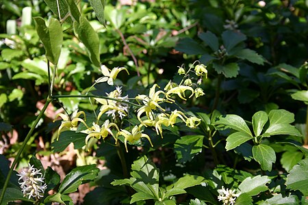 Epimedium_lishihchenii