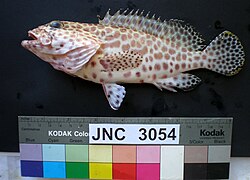 Epinephelus merra