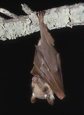 Wahlberg epaulette bat (Epomophorus wahlbergi)