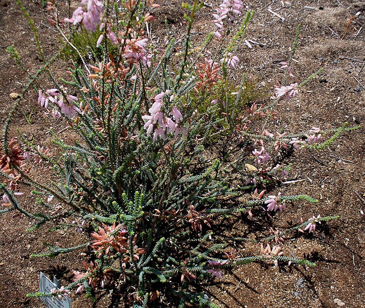 File:Erica baueri subsp. baueri.jpg