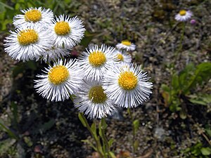 Erigeron annuus flowers by the Mogami River in Yonezawa, Yamagata 最上川辺のヒメジョオン (5795366075).jpg