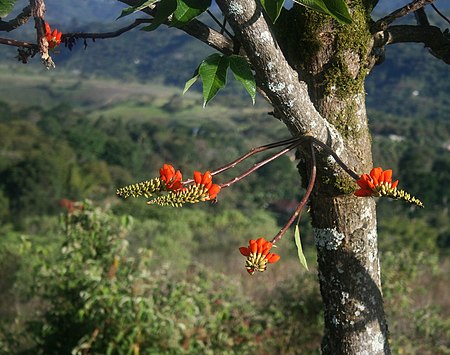 Erythrina edulis 1.jpg