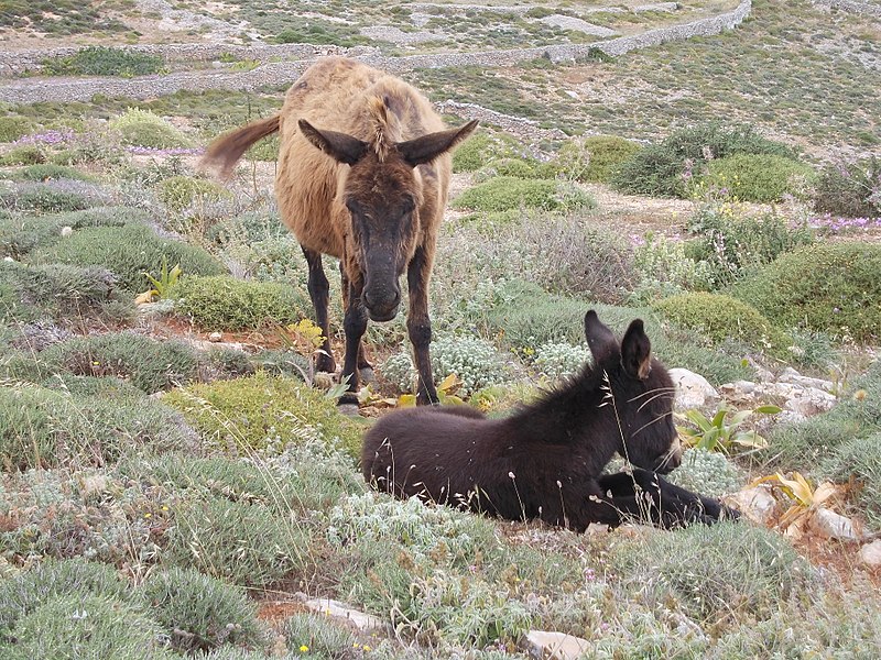 File:Esel auf Folegandros.jpg