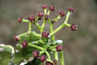 <i>Euphorbia tanaensis</i> Species of flowering plant