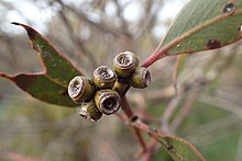 Fruit Eucalyptus phenax fruit.jpg