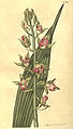 Eulophia alta (as syn. Cyrtopodium woodfordii) plate 1814 in: Curtis's Bot. Magazine (Orchidaceae), vol. 43, (1816)