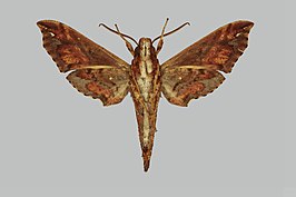 Eupanacra treadawayi