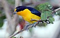 Veilchenorganist (Euphonia violacea)