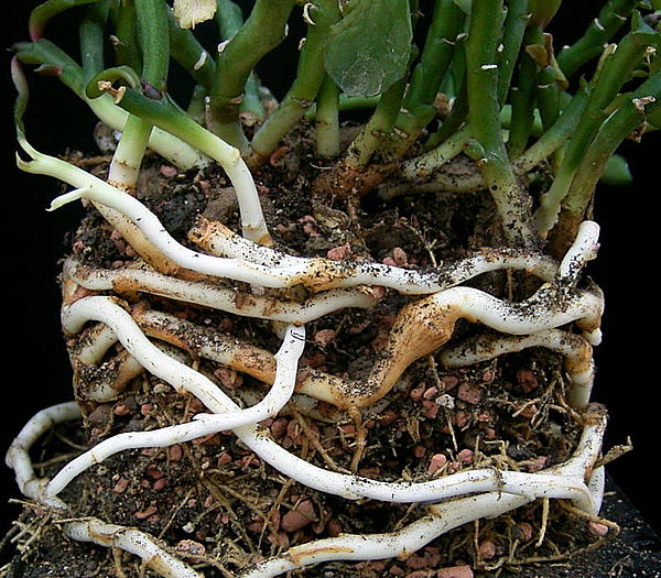 An antique spurge plant, Euphorbia antiquorum, sending out white rhizomes