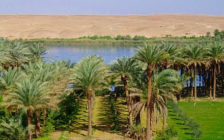 Irrigated palm grove along the banks of the Euphrates River, in modern-day Southern Iraq. This landscape has remained unchanged since earliest antiquity.