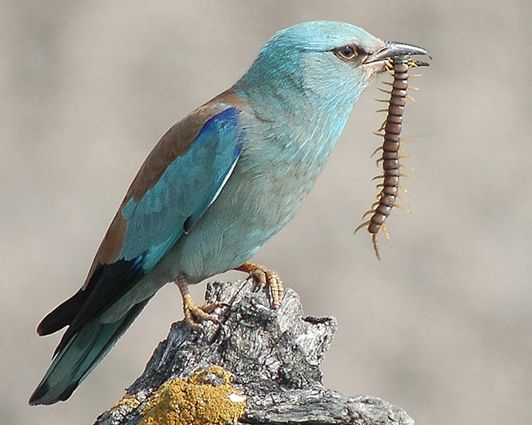 File:European roller.jpg