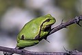 * Nomination European tree frog (Hyla arborea) --Charlesjsharp 10:17, 27 May 2022 (UTC) * Promotion  Support Good quality. --Ermell 10:47, 27 May 2022 (UTC)