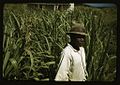 FSA borrower in a sugar-cane field 1a34014v.jpg