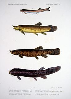 <span class="mw-page-title-main">Trichomycteridae</span> Family of fishes