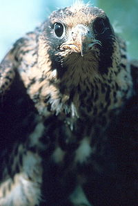 200px-Falco_peregrinus.jpg