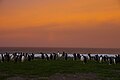 Falkland Islands Penguins 12.jpg