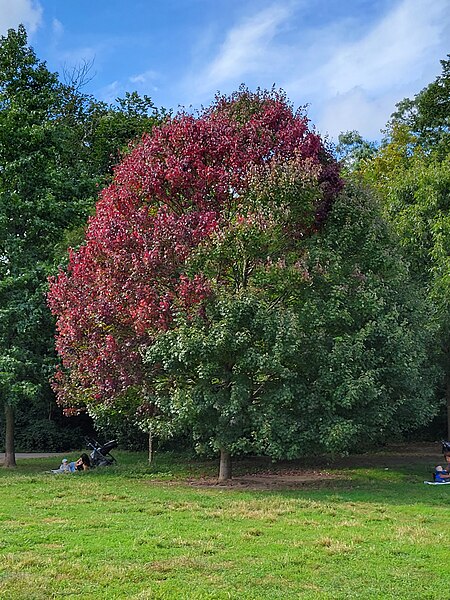 File:Fall is coming - tree in Prospect Park.jpg