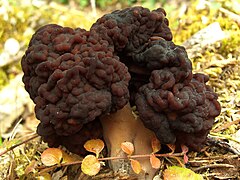 False Morel.jpg