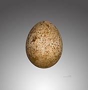 Falco cherrug (Saker Falcon), egg