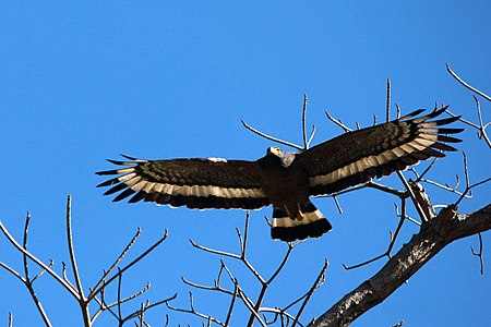 Tập_tin:Feather_structure_of_Crested_Serpent_Eagle.JPG